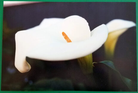 Photograph of two Cala lilies, one close up and the other partially hidden behind it.