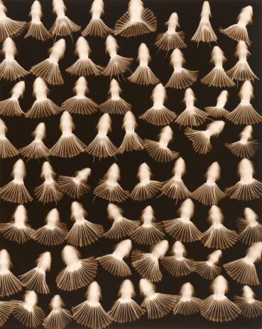 Seeds with skirts on a black background